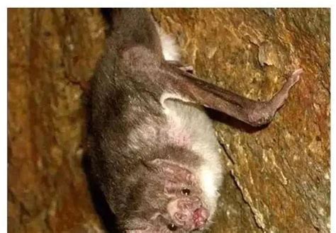 被误解的蝙蝠：捕杀蝙蝠可能带来最危险的生态报复|哺乳动物|生态系统_新浪科技_新浪网