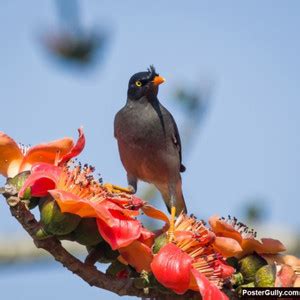 Athah Poster Silk Cotton Mynah Artwork Rolled Paper Print - Cuisine ...