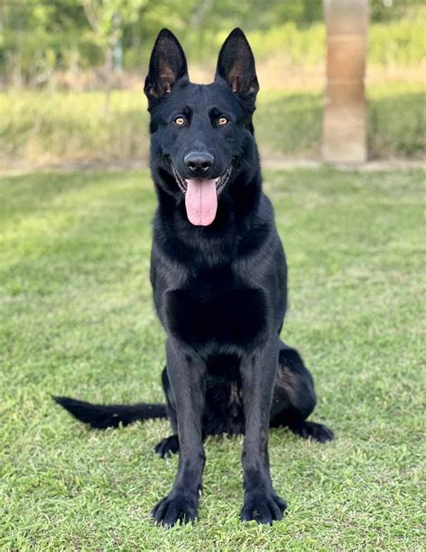 Black German Shepherd Guard Dog