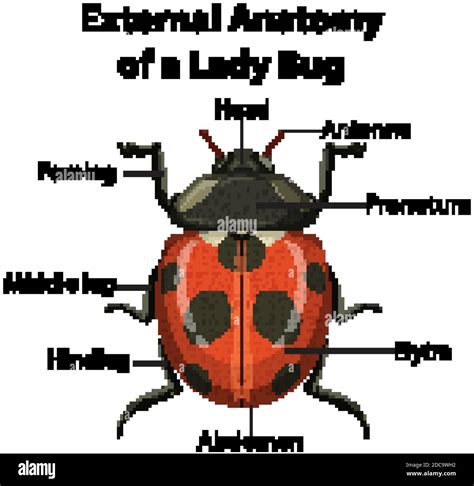 External Anatomy of a Lady Bug on white background illustration Stock ...