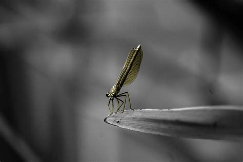 Simple Segmentation 的图像结果