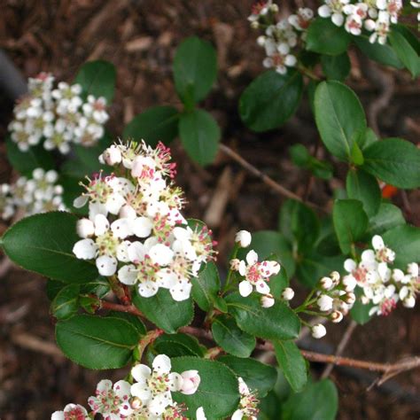 Go Native: Our Advice and 15 Native Plants to Include in Your Kentucky Landscape