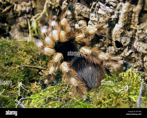 Brazilian White-knee Tarantula Bird Eating Spider, Acanthoscurria ...