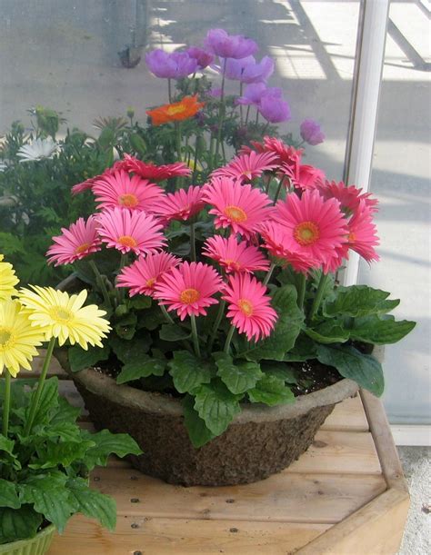 How To Plant Daisy Flower In A Pot at Zoe Walker blog
