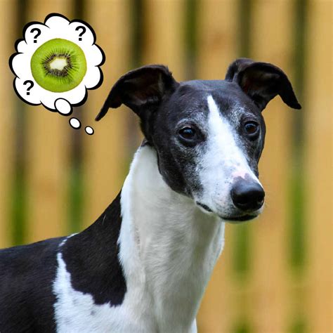 Can Dogs Eat Kiwi? What You Need To Know