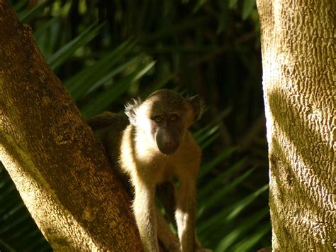 Image result for Baboon Behavior