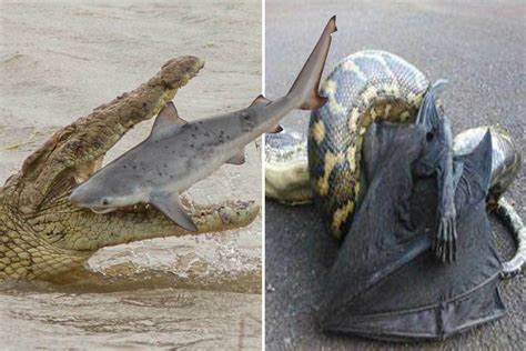 Alien Crocs Eating People 的图像结果