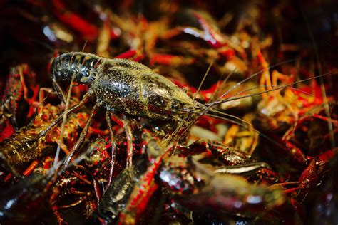 California Crawfish