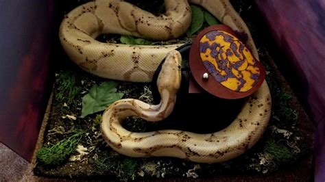 Sick Ball Python 的图像结果