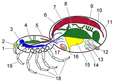 Chelicerata | Encyclopedia MDPI