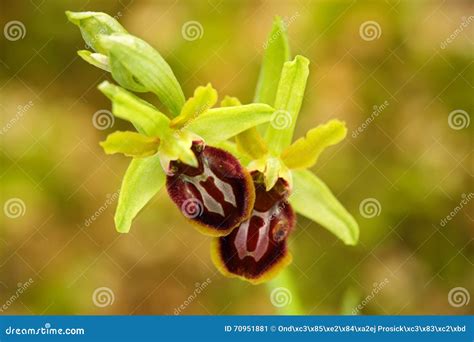 Early Spider Orchid, Ophrys Sphegodes, Flowering European Terrestrial Wild Orchid, Nature ...