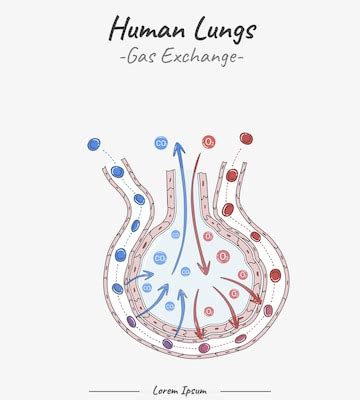 Gas exchange in human lungs and alveoli illustration | Premium Vector