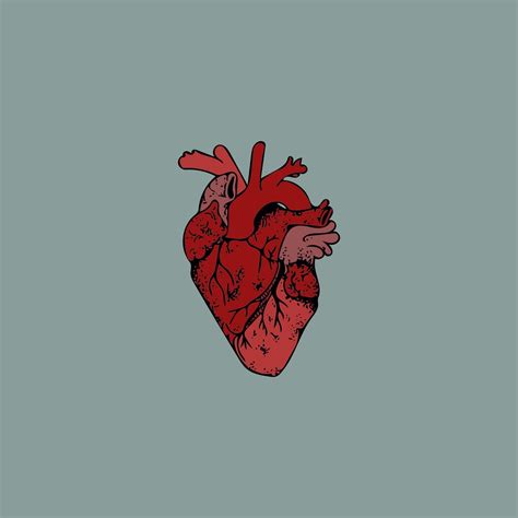 Anatomical Heart Wallpapers - Wallpaper Cave - Anatomy Human Heart Wallpaper