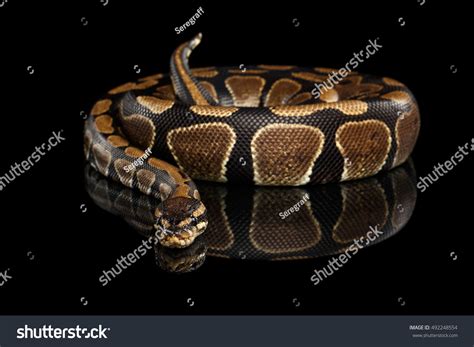Image result for Royal Python Skin Background