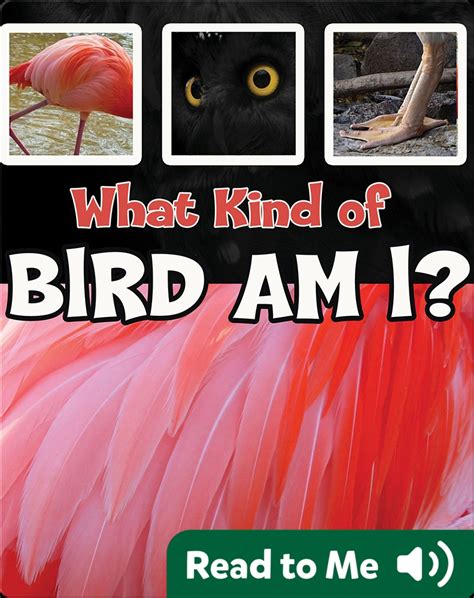 What Kind of Bird Am I? Book by Taylor Farley | Epic