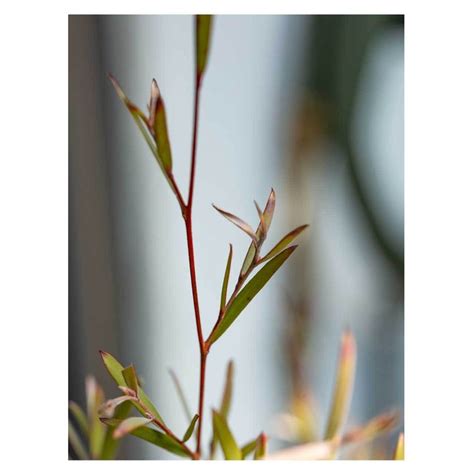 Silver tea tree | Seeding