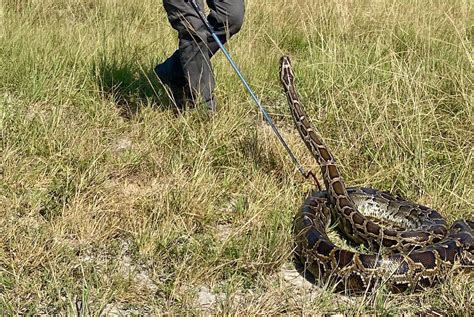 Image result for Catching Python's in Florida