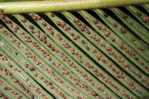 Image result for Scale Insect Control