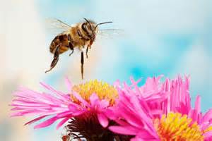 In pictures: colourful insects and spiders like you've never seen them