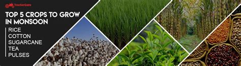 Top 5 crops to grow in monsoon