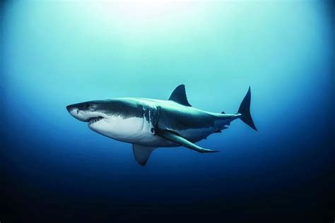 大白鲨加速-《大白鲨》宝骏体验笔记，所谓的《大鲨鱼》一共有多少行