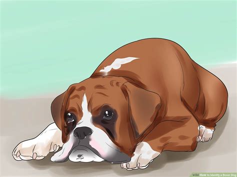 Image result for Boxer Dog Poop