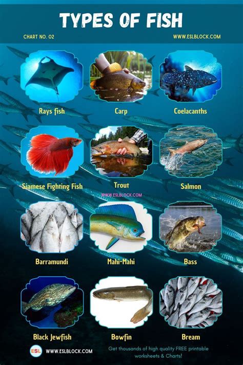 Image result for Fish in Turtle Python