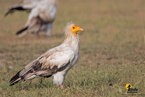 Egyptian Vulture (Neophron percnopterus) | Birds of Gujarat