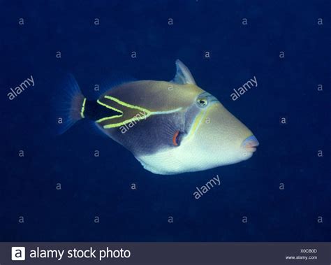 Hawaiian State Fish High Resolution Stock Photography and Images - Alamy