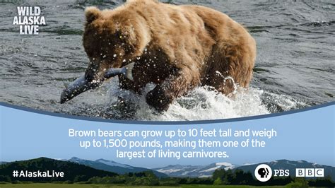 Interesting Facts About Alaska Animals at Imogen Corbett blog