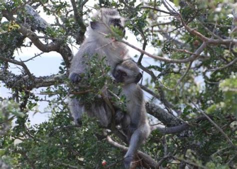 Shamwari Game Reserve Tourism (2022): Best of Shamwari Game Reserve ...