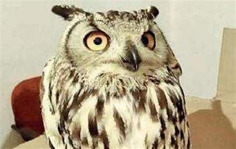 Trading, killing of Great Horned Owls rampant in Karnataka