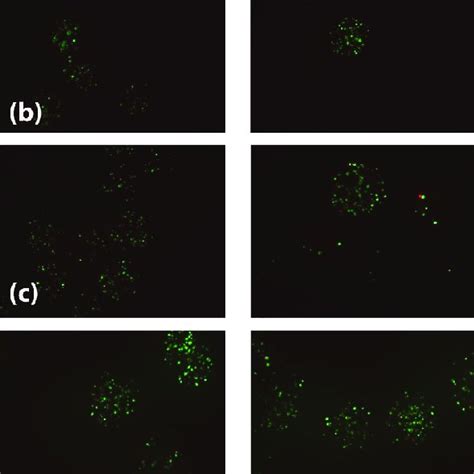 Microscope Cell 的图像结果
