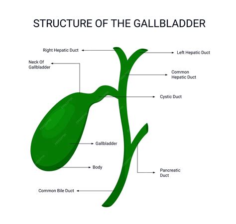 Premium Vector | Structure of the Gallbladder, human organ, illustration organ details concept