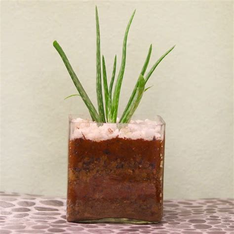 Aloe Vera plants – Jasmine Land