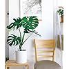 UGALOO Monstera Deliciosa Natural Live Indoor Plant with Pot - Extra ...