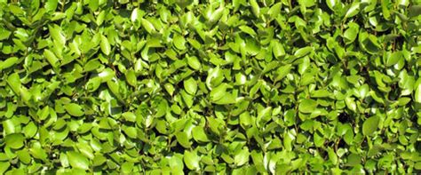 17 Different Types of Shrubs: Verities of Shrubs in India – Greenkin