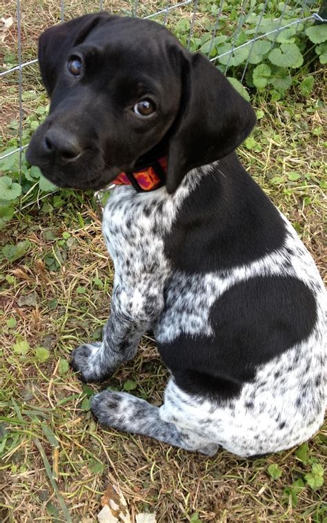 Cute German Shorthair | Puppies | Dogs, Dogs, puppies, Pointer puppies