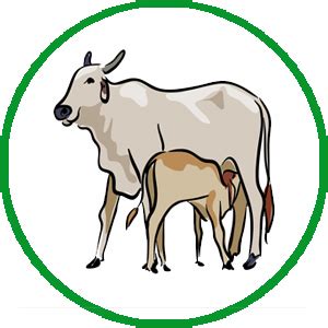 Tamil Pure Cow Ghee 1L Agmark Certified Pure Cow Ghee : Amazon.in ...