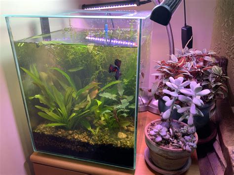 Coolest 10 Gallon Aquarium