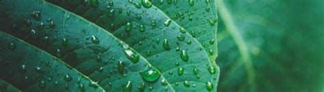 Tutorial Acrigel 的图像结果