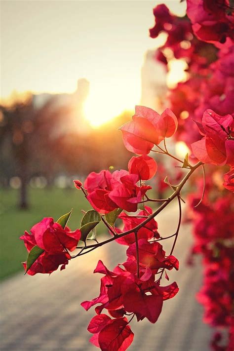 Nature Flower 的图像结果