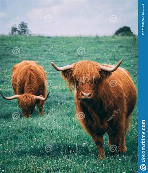 Highland Cattle Grazing in the Field. Stock Photo - Image of horned ...