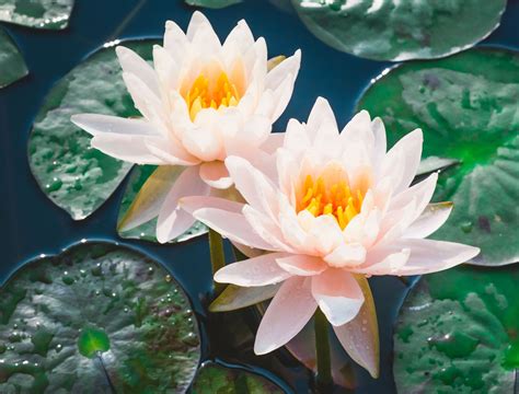 Design a Chinese Garden With 7 Symbolic Plants