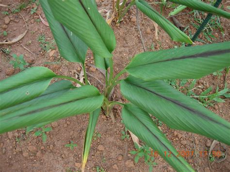 Black Turmeric ( Curcuma caesia ) Medicinal Plant – M-Tech Gardens