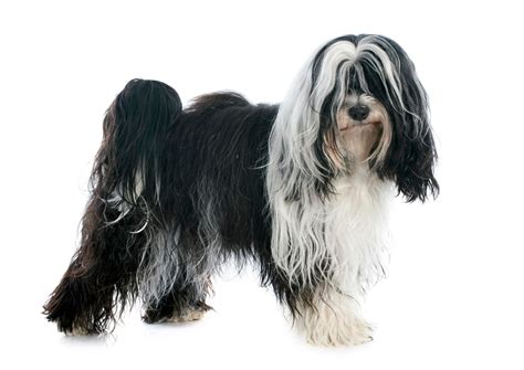 White Tibetan Terrier