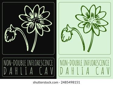 Image result for How to Draw Inflorescences