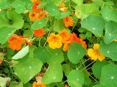 How to Grow: Nasturtium- Growing and Caring for Nasturtiums in 2025 ...
