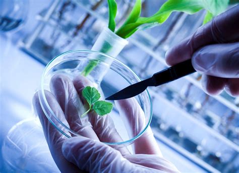 Plant Biotechnology 的图像结果