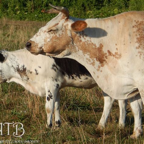 FIREFLY FARMS (2025) All You Need to Know BEFORE You Go (with Photos ...